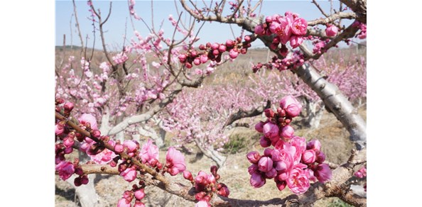 美到窒息！棲霞千畝梅花谷，暗香浮動醉游人